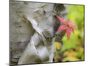 A Close-Up of a Birch Tree in a Birch Forest.-Julianne Eggers-Mounted Photographic Print