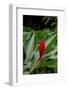 A Close-up of a red ginger flower. Dominica Island, West Indies.-Sergio Pitamitz-Framed Photographic Print