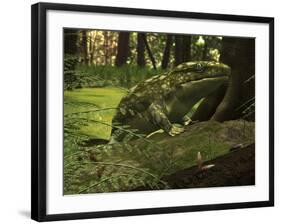 A Close-Up of a Three Foot Long Ichthyostega from the Late Devonian Period-Stocktrek Images-Framed Photographic Print