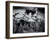 A Close-Up of Small Mushroom in the Grass-Henriette Lund Mackey-Framed Photographic Print