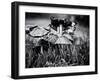 A Close-Up of Small Mushroom in the Grass-Henriette Lund Mackey-Framed Photographic Print