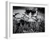 A Close-Up of Small Mushroom in the Grass-Henriette Lund Mackey-Framed Photographic Print