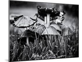 A Close-Up of Small Mushroom in the Grass-Henriette Lund Mackey-Mounted Photographic Print