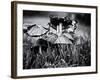 A Close-Up of Small Mushroom in the Grass-Henriette Lund Mackey-Framed Photographic Print