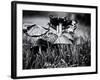 A Close-Up of Small Mushroom in the Grass-Henriette Lund Mackey-Framed Photographic Print