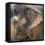 A Close Up of the Eye and Ear of an Asian Elephant, Cincinnati Zoo-Rona Schwarz-Framed Stretched Canvas