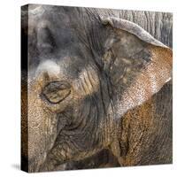 A Close Up of the Eye and Ear of an Asian Elephant, Cincinnati Zoo-Rona Schwarz-Stretched Canvas