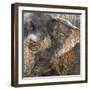 A Close Up of the Eye and Ear of an Asian Elephant, Cincinnati Zoo-Rona Schwarz-Framed Photographic Print