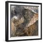 A Close Up of the Eye and Ear of an Asian Elephant, Cincinnati Zoo-Rona Schwarz-Framed Photographic Print