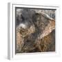 A Close Up of the Eye and Ear of an Asian Elephant, Cincinnati Zoo-Rona Schwarz-Framed Photographic Print