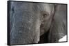 A close-up portrait on an African elephant (Loxodonta africana), Chobe National Park, Botswana, Afr-Sergio Pitamitz-Framed Stretched Canvas