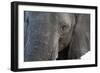 A close-up portrait on an African elephant (Loxodonta africana), Chobe National Park, Botswana, Afr-Sergio Pitamitz-Framed Photographic Print