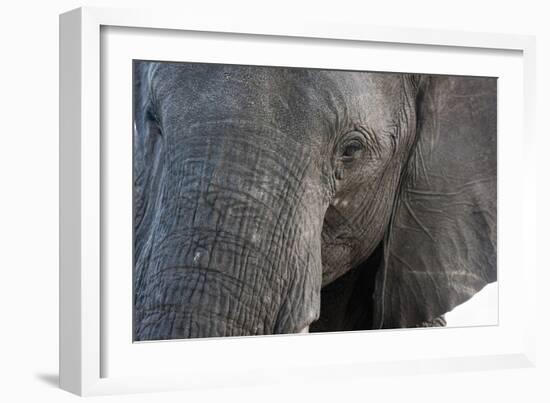 A close-up portrait on an African elephant (Loxodonta africana), Chobe National Park, Botswana, Afr-Sergio Pitamitz-Framed Photographic Print