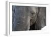 A close-up portrait on an African elephant (Loxodonta africana), Chobe National Park, Botswana, Afr-Sergio Pitamitz-Framed Photographic Print