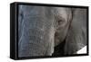 A close-up portrait on an African elephant (Loxodonta africana), Chobe National Park, Botswana, Afr-Sergio Pitamitz-Framed Stretched Canvas