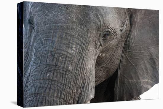 A close-up portrait on an African elephant (Loxodonta africana), Chobe National Park, Botswana, Afr-Sergio Pitamitz-Stretched Canvas