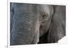 A close-up portrait on an African elephant (Loxodonta africana), Chobe National Park, Botswana, Afr-Sergio Pitamitz-Framed Photographic Print