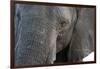 A close-up portrait on an African elephant (Loxodonta africana), Chobe National Park, Botswana, Afr-Sergio Pitamitz-Framed Photographic Print