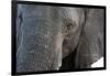 A close-up portrait on an African elephant (Loxodonta africana), Chobe National Park, Botswana, Afr-Sergio Pitamitz-Framed Photographic Print