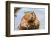 A close up Portrait View of an North American Beaver, Quebec, Canada-Vlad G-Framed Photographic Print