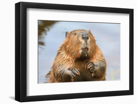 A close up Portrait View of an North American Beaver, Quebec, Canada-Vlad G-Framed Photographic Print