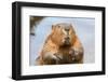 A close up Portrait View of an North American Beaver, Quebec, Canada-Vlad G-Framed Photographic Print