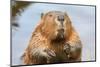 A close up Portrait View of an North American Beaver, Quebec, Canada-Vlad G-Mounted Photographic Print