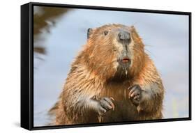 A close up Portrait View of an North American Beaver, Quebec, Canada-Vlad G-Framed Stretched Canvas