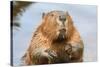 A close up Portrait View of an North American Beaver, Quebec, Canada-Vlad G-Stretched Canvas