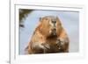 A close up Portrait View of an North American Beaver, Quebec, Canada-Vlad G-Framed Photographic Print