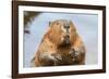 A close up Portrait View of an North American Beaver, Quebec, Canada-Vlad G-Framed Photographic Print