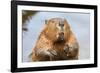 A close up Portrait View of an North American Beaver, Quebec, Canada-Vlad G-Framed Photographic Print