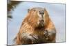 A close up Portrait View of an North American Beaver, Quebec, Canada-Vlad G-Mounted Photographic Print