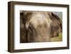 A Close-Up View of the Eyes and Ears of an Asian Elephant in Chitwan National Park, Nepal-Sergio Ballivian-Framed Photographic Print