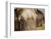 A Close-Up View of the Eyes and Ears of an Asian Elephant in Chitwan National Park, Nepal-Sergio Ballivian-Framed Photographic Print