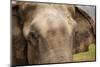 A Close-Up View of the Eyes and Ears of an Asian Elephant in Chitwan National Park, Nepal-Sergio Ballivian-Mounted Photographic Print