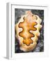 A Closeup of a Colorful Nudibranch with a Black and White Background-Eric Peter Black-Framed Photographic Print