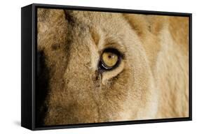 A Closeup Portrait of the Eyeball of a Lioness in Masai Mara, Kenya-Karine Aigner-Framed Stretched Canvas