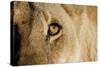 A Closeup Portrait of the Eyeball of a Lioness in Masai Mara, Kenya-Karine Aigner-Stretched Canvas