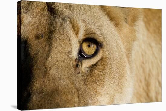 A Closeup Portrait of the Eyeball of a Lioness in Masai Mara, Kenya-Karine Aigner-Stretched Canvas