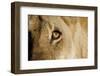 A Closeup Portrait of the Eyeball of a Lioness in Masai Mara, Kenya-Karine Aigner-Framed Photographic Print