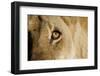 A Closeup Portrait of the Eyeball of a Lioness in Masai Mara, Kenya-Karine Aigner-Framed Photographic Print