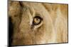 A Closeup Portrait of the Eyeball of a Lioness in Masai Mara, Kenya-Karine Aigner-Mounted Photographic Print