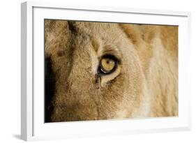 A Closeup Portrait of the Eyeball of a Lioness in Masai Mara, Kenya-Karine Aigner-Framed Photographic Print