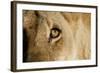A Closeup Portrait of the Eyeball of a Lioness in Masai Mara, Kenya-Karine Aigner-Framed Photographic Print