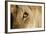 A Closeup Portrait of the Eyeball of a Lioness in Masai Mara, Kenya-Karine Aigner-Framed Photographic Print