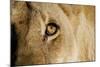 A Closeup Portrait of the Eyeball of a Lioness in Masai Mara, Kenya-Karine Aigner-Mounted Photographic Print