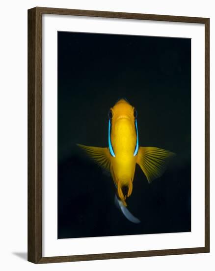 A Clownfish Hovers in the Water Column Above the Reef-Eric Peter Black-Framed Photographic Print