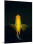 A Clownfish Hovers in the Water Column Above the Reef-Eric Peter Black-Mounted Photographic Print