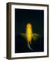 A Clownfish Hovers in the Water Column Above the Reef-Eric Peter Black-Framed Photographic Print